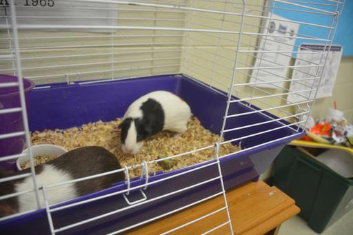 Blanche and Sophia, two guinea pigs who serve as class pets for Mrs. Settles English IV class, play in their cage.